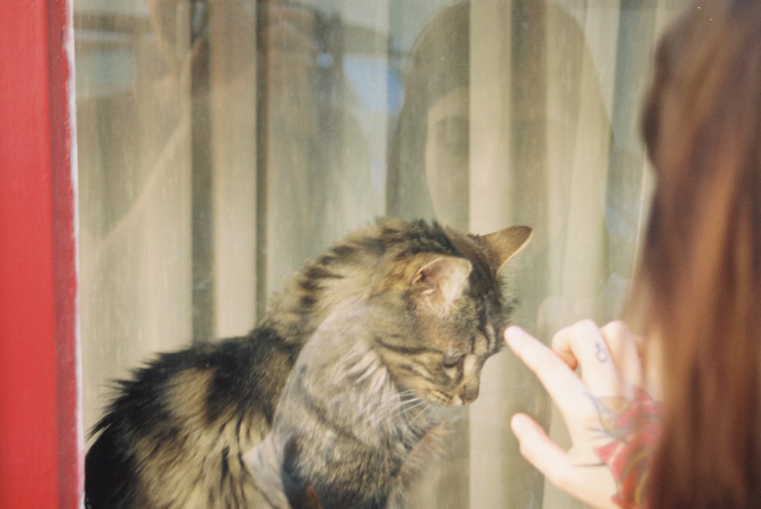Photo grain, cat